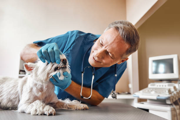 Best Emergency Tooth Extraction in Bellevue, ID